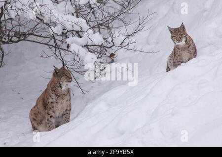 Luchs, Luchs, Luchs, eurasischer Luchs Stockfoto