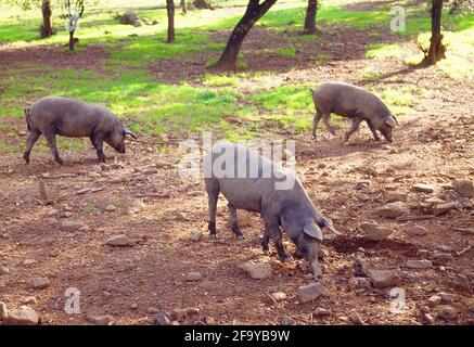 Iberische Schweine auf einem Feld. Aracena, Provinz Huelva, Andalusien, Spanien. Stockfoto