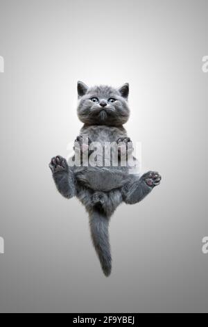Lustige Ansicht von unten von kleinen britischen Kurzhaar-Kätzchen, die auf sitzen Unsichtbare Glasscheibe mit gespreizten Beinen, die neugierig nach unten schauen Stockfoto