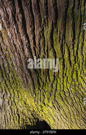 England, London, Greenwich, Greenwich Park, The Flower Garden, Nahaufnahme von Oak Tree Bark Stockfoto