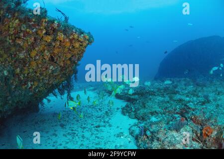 West Palm Beach Florida Wrack Tauchen Stockfoto