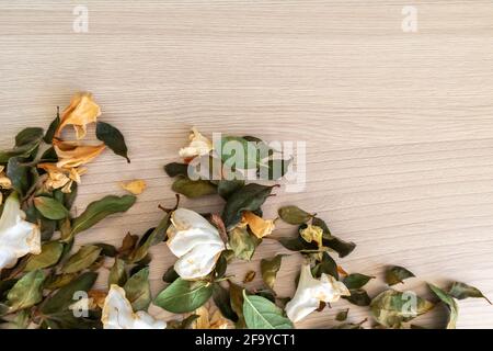 Trockene Blumen Blätter auf Holztisch Draufsicht. Bunte Kräuter Tee flach legen. Florale Textur Hintergrund Homöopathie medizinisch traditionelle Natur Konzept. Weiß-Gold getrocknete Blüten grüne Blätter kopieren Raum. Stockfoto