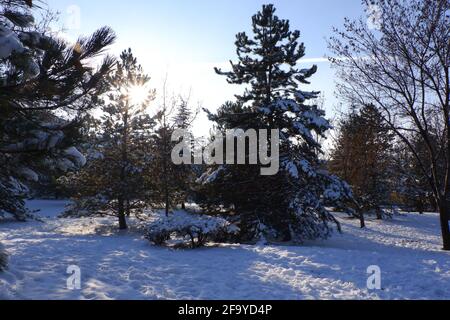 Bäume unter Schnee im Winter mit Sonnenstrahlen Stockfoto