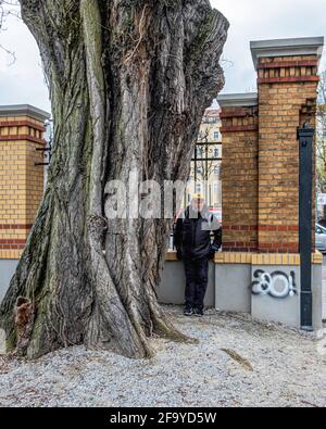 Älterer Mann, der neben einem großen alten Baum am Eingang zum Mauerpark, Prenzlauer Berg, Berlin, steht Stockfoto