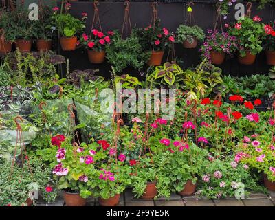 Viele verschiedene Blumen in Töpfen stehen auf der Straße und hängen an der Wand. Ein Blumenstand. Stockfoto