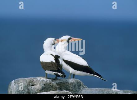 Nazca Booby paar auf Suche Sula Granti Hood (Espanola) Insel Galapagos BI002230 Stockfoto