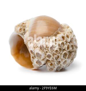 Einzelne leere große Halskette Schale mit einer großen Anzahl von acorn-Seepocken Nahaufnahme isoliert auf weißem Hintergrund Stockfoto
