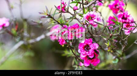 Selektive Fokusaufnahme von blühenden manuka-Blumen Stockfoto