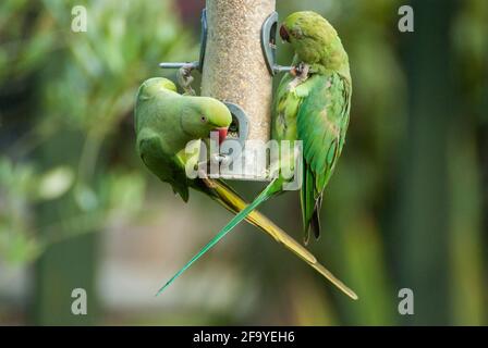 Zwei Ringsittiche (Psittacula krameri), die sich auf einem Gartenvogelfutterhäuschen ernähren. (UK) Stockfoto