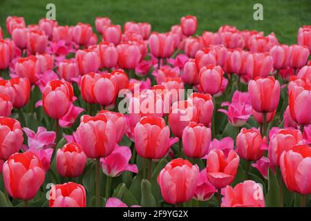 Darwin Hybrid Tulpe „Pink Impression“ blüht in voller Blüte Stockfoto