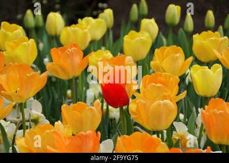 Wunderschöne orange und gelbe Farbe der Darwin Hybrid Tulpe 'Daydream' Blüht in voller Blüte Stockfoto