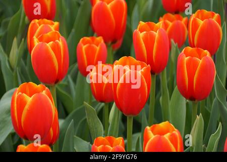 Schöne rote und gelbe Tulpenblüten in voller Blüte Stockfoto