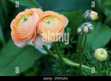 Nahaufnahme einer hellorangen Butterblume Stockfoto