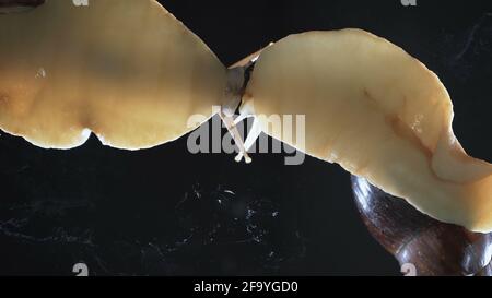 Foto von zwei Achatina-Schnecken auf dunklem Hintergrund Stockfoto