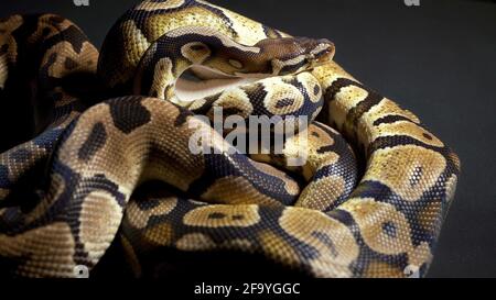 Aufnahmen von Kugelpython auf schwarzem Hintergrund Stockfoto