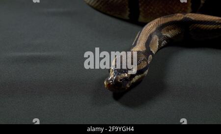 Foto von Ball Royal Python auf schwarz Stockfoto