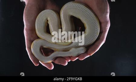 Aufnahmen von Albino Ball Royal Phyton in den Händen Stockfoto