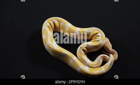 Foto eines kleinen königlichen Albino-Phytons auf dunkler Textur Stockfoto