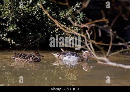 Paar Garganey, Anas querquedula, schwimmen Stockfoto