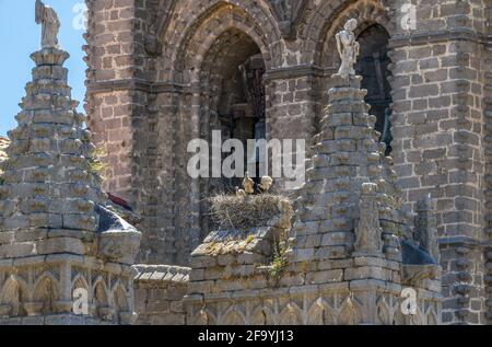 Weißstorch (Ciconia ciconia) Nest in einem Glockenturm der Kathedrale von Avila Stockfoto