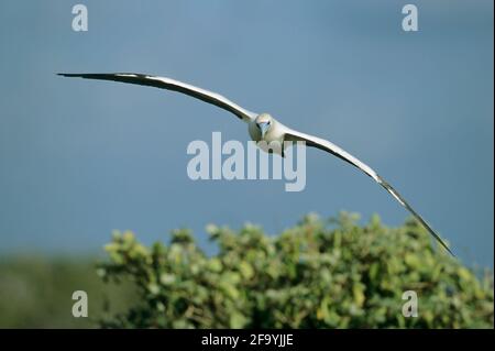 Rotfußbooby Sula sula Tower (Genovesa) Insel Galapagos BI004413 Stockfoto