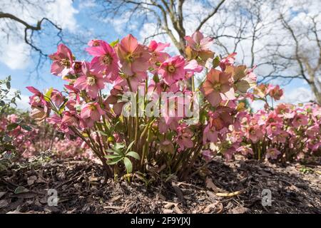 Helleborus 'Walberton's Rosemary' entspricht 'Walhero'. Hellebore „Walberton's Rosemary“. Helleborus × hybridus 'Walberton Rosemary' Stockfoto