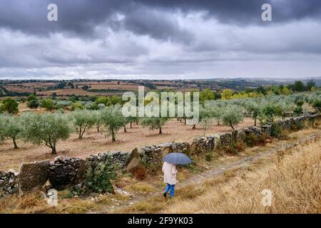 Regentag in der Nähe von Algoso. Tras os Montes, Portugal Stockfoto