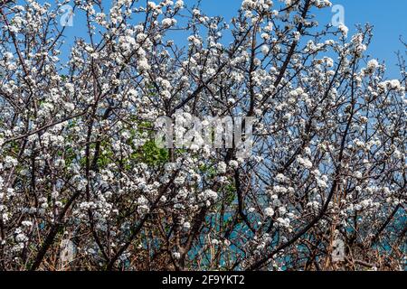 Courtmacsherry, West Cork, Irland. April 2021. Ein Weißdorn (Crataegus) Baum in voller Blüte in Courtmacsherry Woods heute an einem sonnigen Tag in West Cork. Quelle: AG News/Alamy Live News Stockfoto