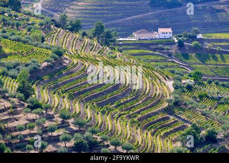 Vale de Mendiz, ein Tal, das sich entlang der Straße von Alijo nach Pinhao erstreckt, ist voll von Weinbergen, in denen der weltberühmte Portwein und der Douro-Wein hergestellt werden. Stockfoto