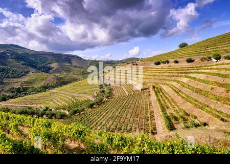 Vale de Mendiz, ein Tal, das sich entlang der Straße von Alijo nach Pinhao erstreckt, ist voll von Weinbergen, in denen der weltberühmte Portwein und der Douro-Wein hergestellt werden. Stockfoto