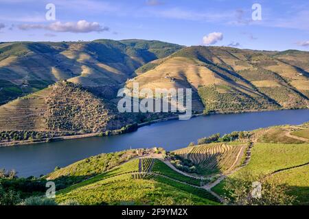 Der Douro Fluss und die terrassenförmig angelegten Weinberge in der Nähe von Folgosa do Douro, Alto Douro. Ein UNESCO-Weltkulturerbe, Portugal Stockfoto