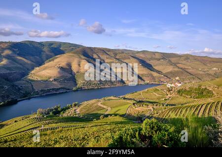 Der Douro Fluss und die terrassenförmig angelegten Weinberge in der Nähe von Folgosa do Douro, Alto Douro. Ein UNESCO-Weltkulturerbe, Portugal Stockfoto