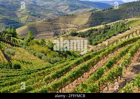 Vale de Mendiz, ein Tal, das sich entlang der Straße von Alijo nach Pinhao erstreckt, ist voll von Weinbergen, in denen der weltberühmte Portwein und der Douro-Wein hergestellt werden. Stockfoto