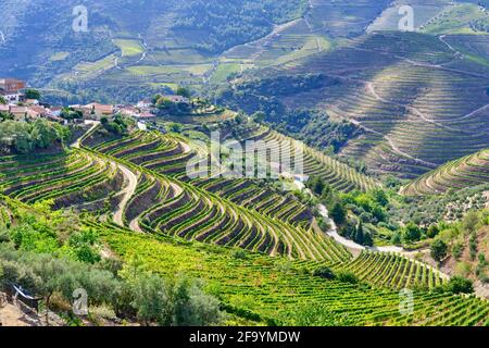 Vale de Mendiz, ein Tal, das sich entlang der Straße von Alijo nach Pinhao erstreckt, ist voll von Weinbergen, in denen der weltberühmte Portwein und der Douro-Wein hergestellt werden. Stockfoto