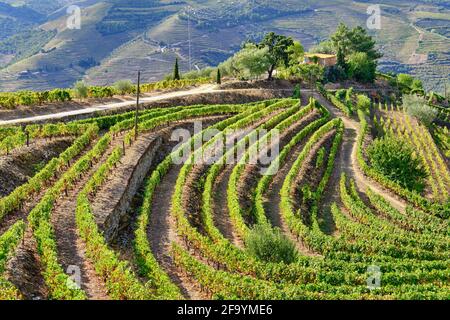 Vale de Mendiz, ein Tal, das sich entlang der Straße von Alijo nach Pinhao erstreckt, ist voll von Weinbergen, in denen der weltberühmte Portwein und der Douro-Wein hergestellt werden. Stockfoto