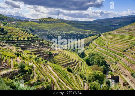 Terrassierte Weinberge im Tal des Flusses Tanha, Peso da Régua. Alto Douro, ein UNESCO-Weltkulturerbe. Portugal Stockfoto