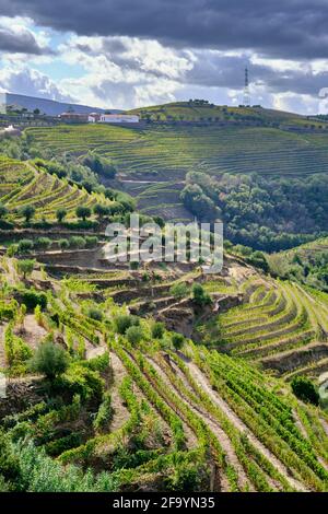 Terrassierte Weinberge im Tal des Flusses Tanha, Peso da Régua. Alto Douro, ein UNESCO-Weltkulturerbe. Portugal Stockfoto