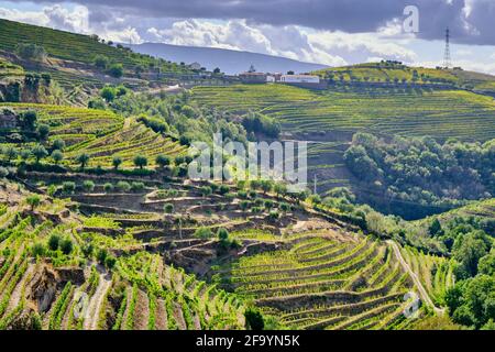 Terrassierte Weinberge im Tal des Flusses Tanha, Peso da Régua. Alto Douro, ein UNESCO-Weltkulturerbe. Portugal Stockfoto