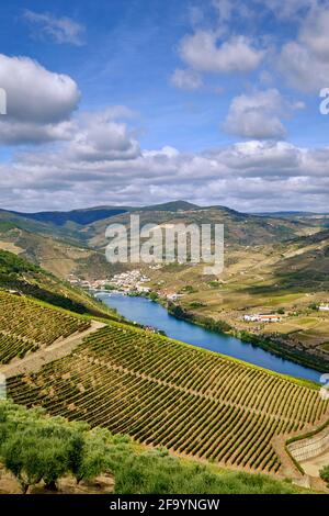 Die terrassierten Weinberge der Quinta de Ventozelo und der Fluss Douro bei Ervedosa do Douro, während der Weinlese. Das Dorf Pinhao am Stockfoto