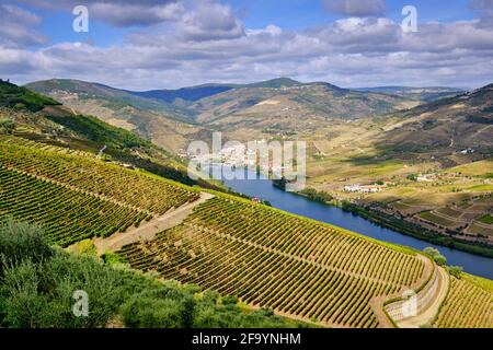 Die terrassierten Weinberge der Quinta de Ventozelo und der Fluss Douro bei Ervedosa do Douro, während der Weinlese. Das Dorf Pinhao am Stockfoto