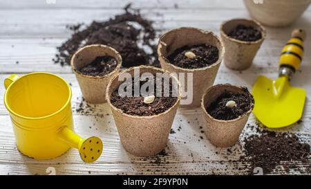 Samen zu Hause gepflanzt. Samen von Zucchini oder Kürbis in offener Palme. Erdtag-Konzept. Nährende Babypflanze. Schützen Sie die Natur. Torftöpfe zum Anpflanzen, Stockfoto