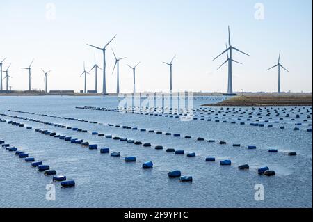 Niederlande, Bruinisse, Muschelzucht in Oosterschelde oder Grevelingen. Hintergrund Grevelingen Staudamm, Teil der Deltawerke und Windmühlen Stockfoto