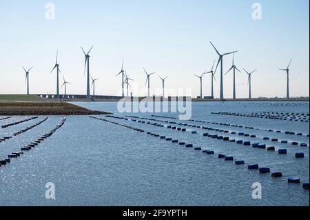 Niederlande, Bruinisse, Muschelzucht in Oosterschelde oder Grevelingen. Hintergrund Grevelingen Staudamm, Teil der Deltawerke und Windmühlen Stockfoto