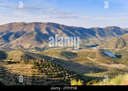 Berge voller Olivenbäume in der Nähe von Barca d'Alva, Alto Douro. Olivenöl ist die Hauptpflanze der mediterranen Ernährung, heute ein immaterielles Kulturerbe von H Stockfoto