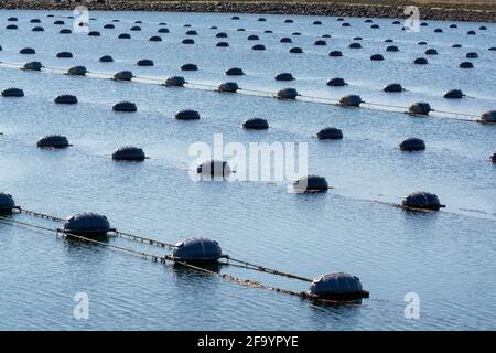 Niederlande, Bruinisse, Muschelzucht in Oosterschelde oder Grevelingen. Hintergrund Grevelingen Staudamm, Teil der Deltawerke und Windmühlen Stockfoto