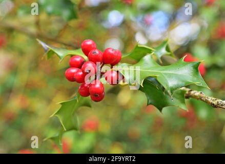 Ilex aquifolium, die gemeinsame europäische Stechpalme, die in Weihnachtsdekorationen und Karten verwendet wird Stockfoto