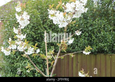 Blühender Zwergkirschbaum, Prunus avium. Bauen Sie Ihr eigenes Fruchtkonzept an Stockfoto