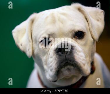 Weißer Boxerhund Stockfoto