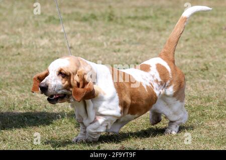 Preisgekrönter Basset Hound auf einer Hundeausstellung Stockfoto