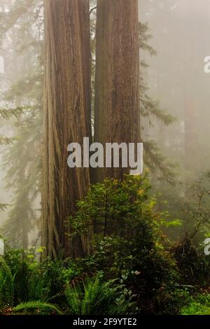 CA 03685-00 ... Kalifornien - Große Redwood Bäumen und einem nebligen Tag im Lady Bird Johnson Grove in Redwoods National Park. Stockfoto